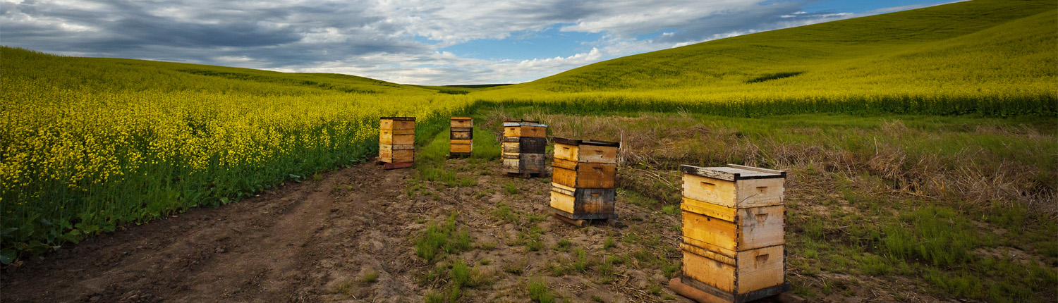 Beehives in field