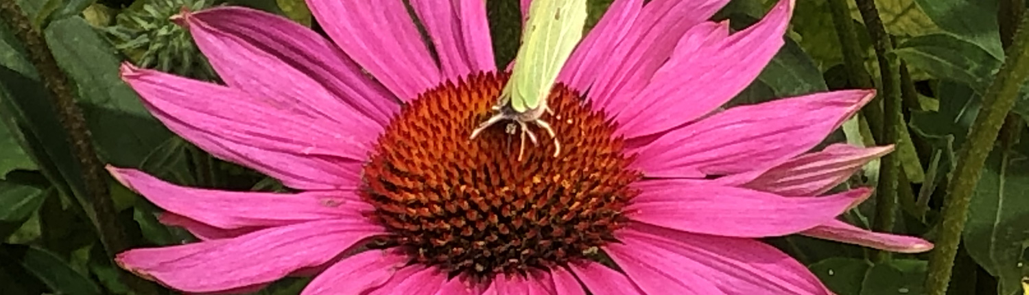 Flower being pollinated