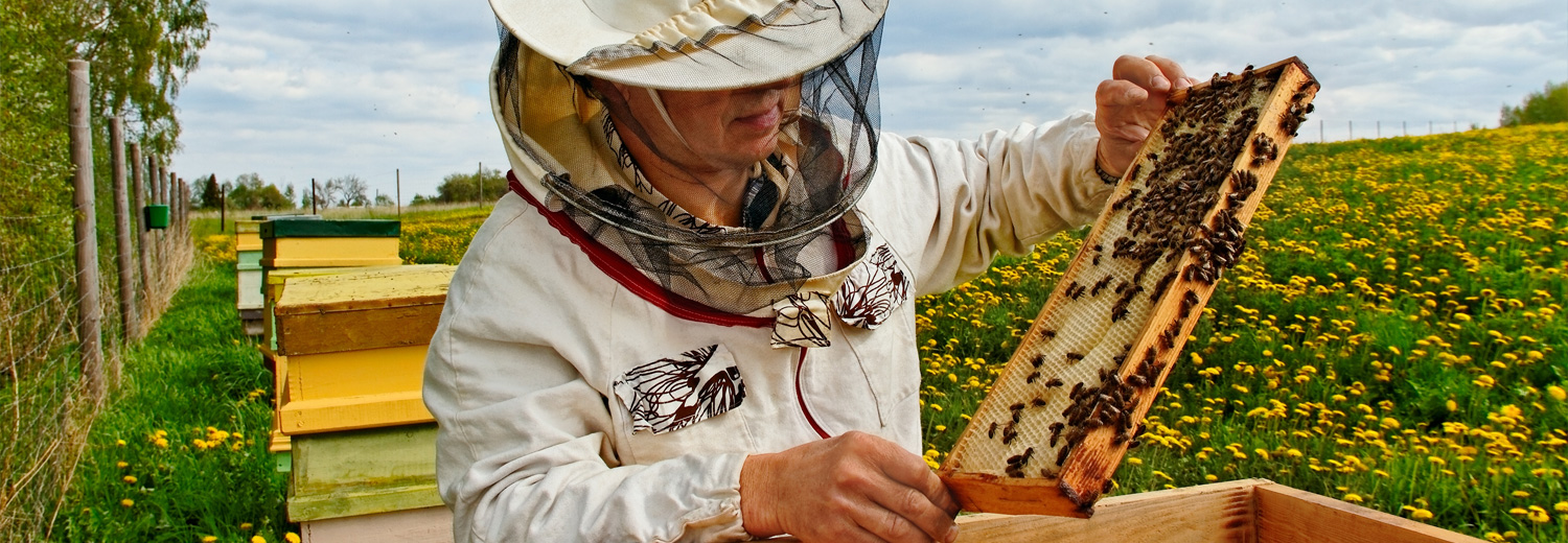 Beekeeper tending beehive