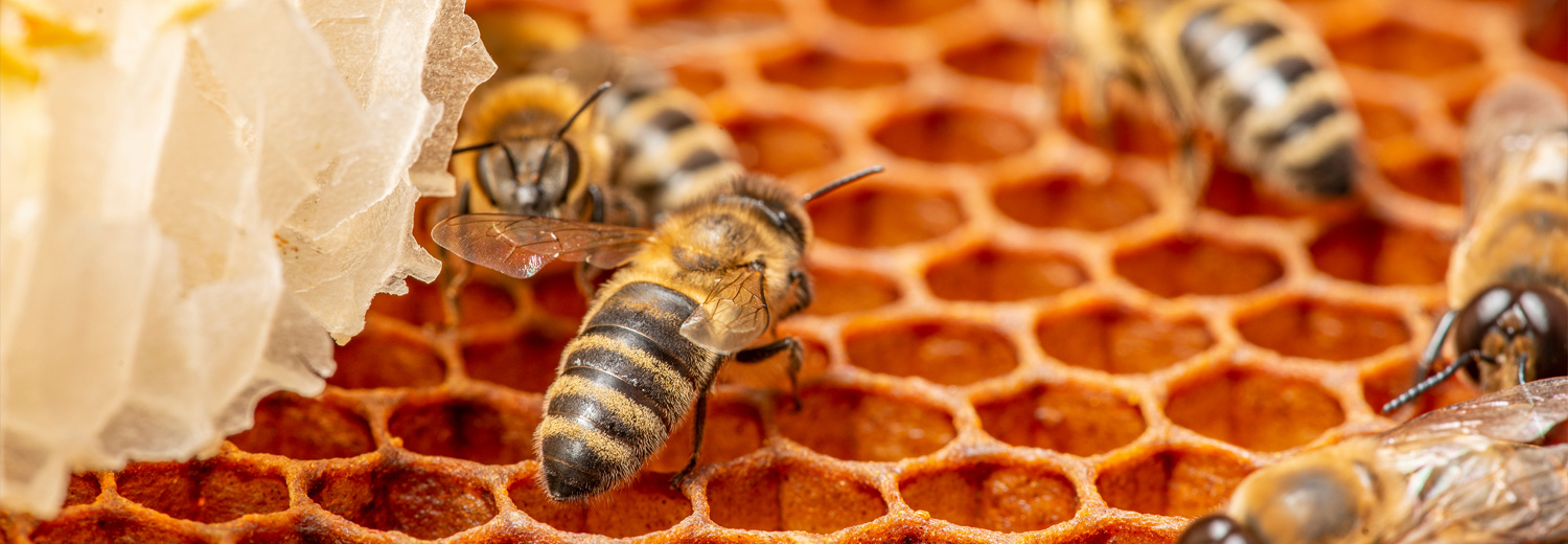 Bees in honeycomb