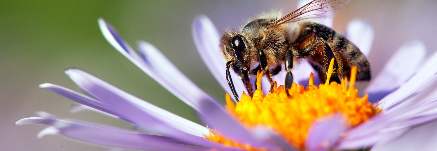 Bee on flower